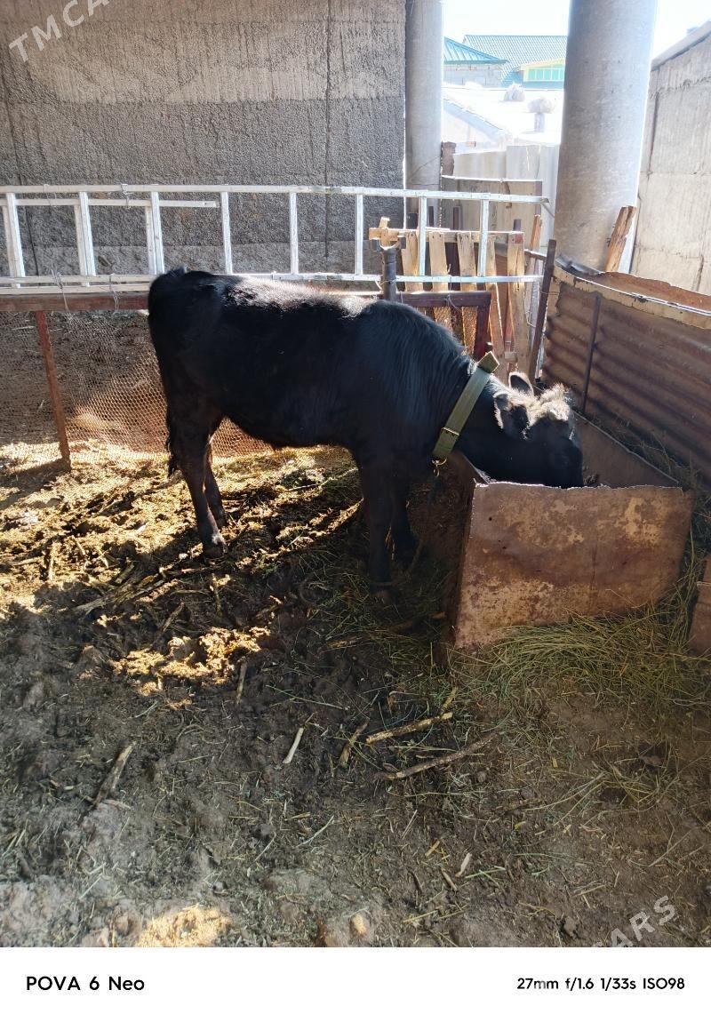 okizce - Büzmeýin - img 2