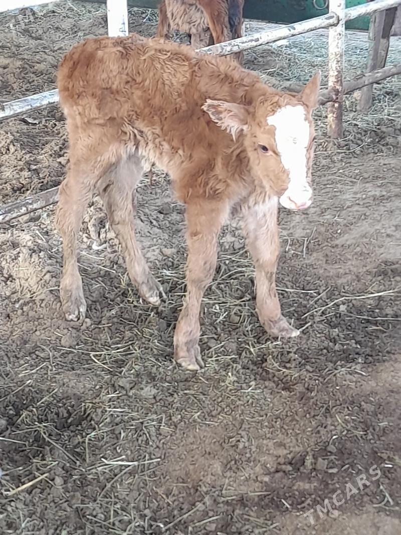 goleli sygyr - "Алтын Асыр" Гундогар базары ( Толкучка) - img 5