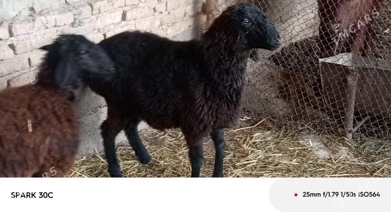 koçkar - Çärjew - img 3