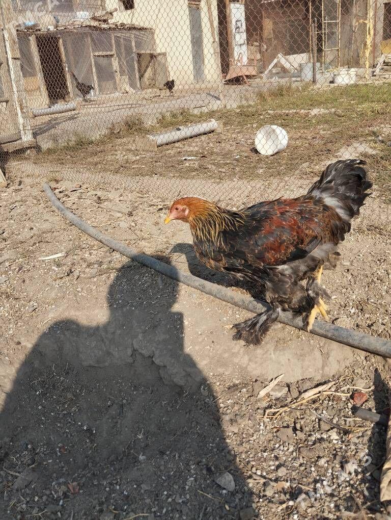 brama golt - Ашхабад - img 3