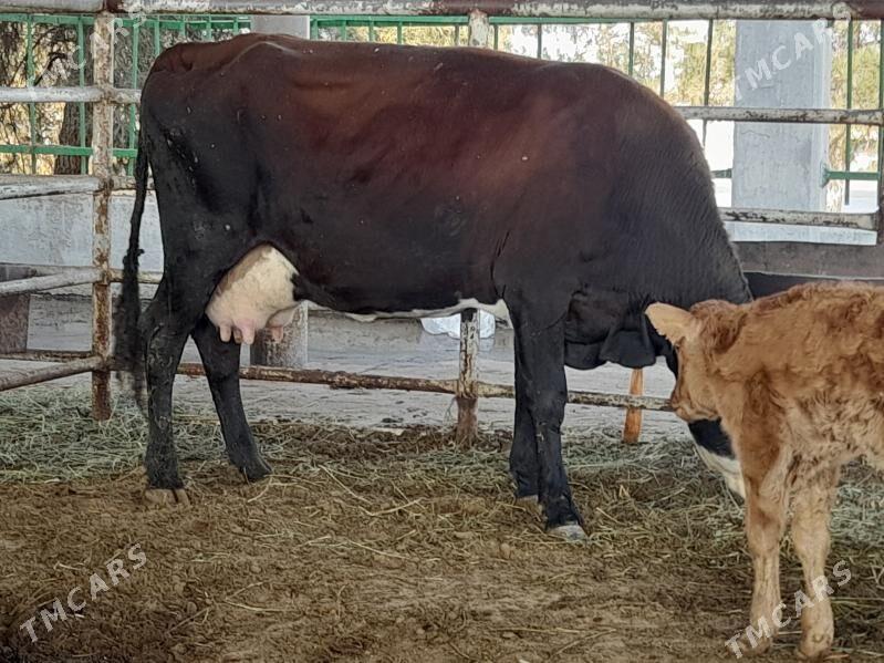 goleli sygyr - "Алтын Асыр" Гундогар базары ( Толкучка) - img 2