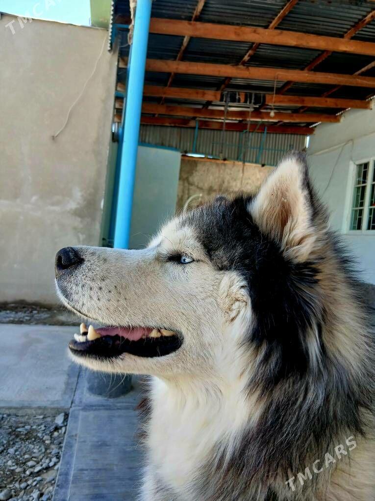 haski - Гёкдепе - img 4