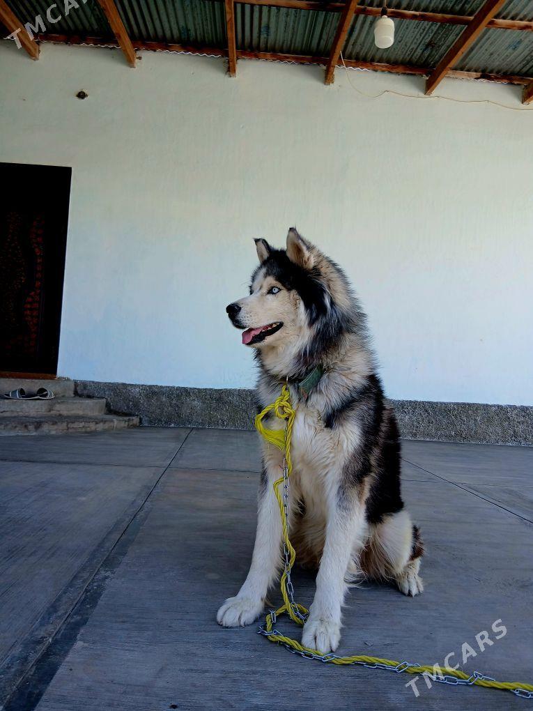 haski - Гёкдепе - img 3