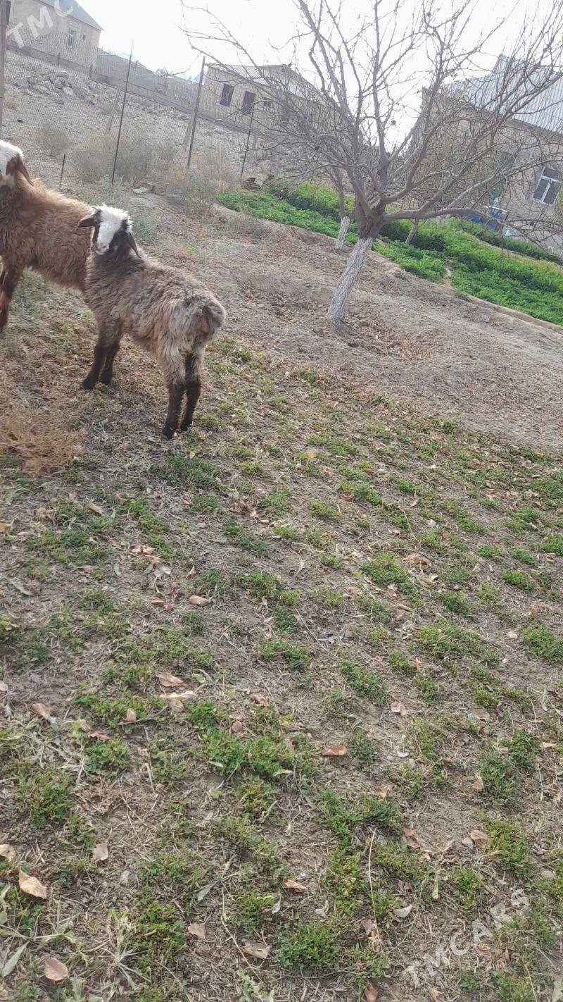 tokly - Gyzylarbat - img 2