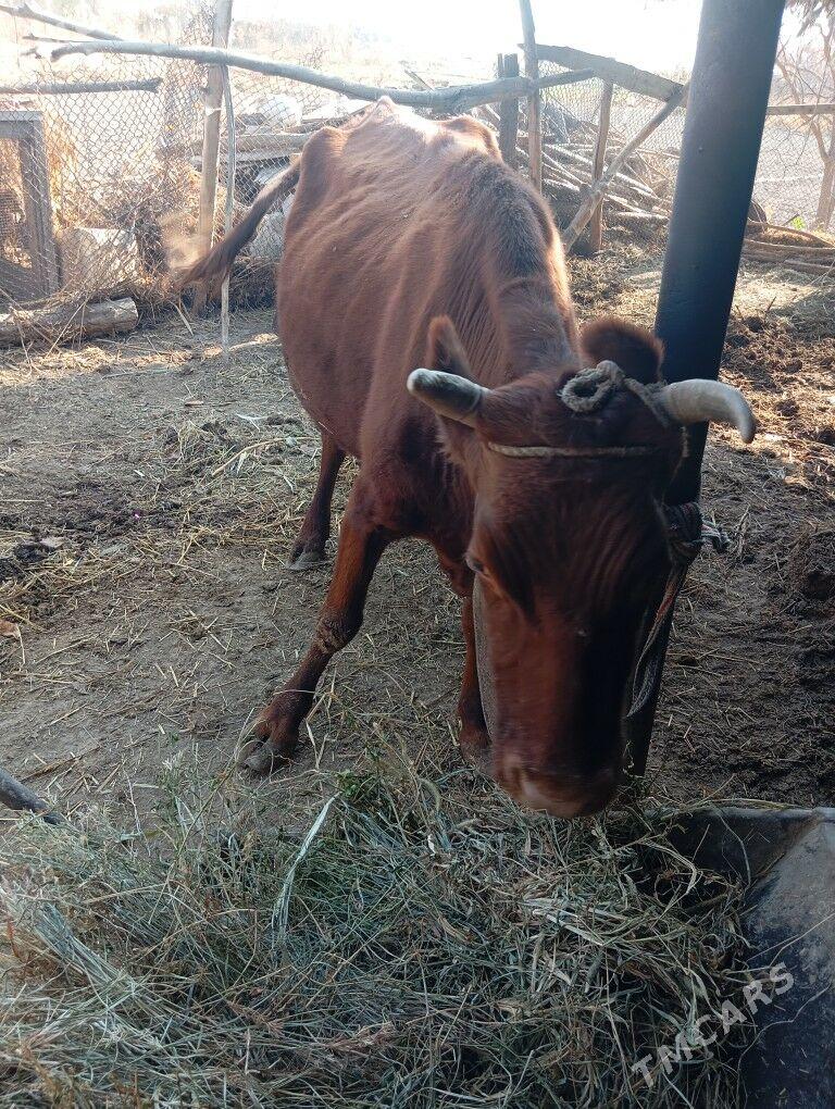 Богаз инек - Чарджоу - img 3