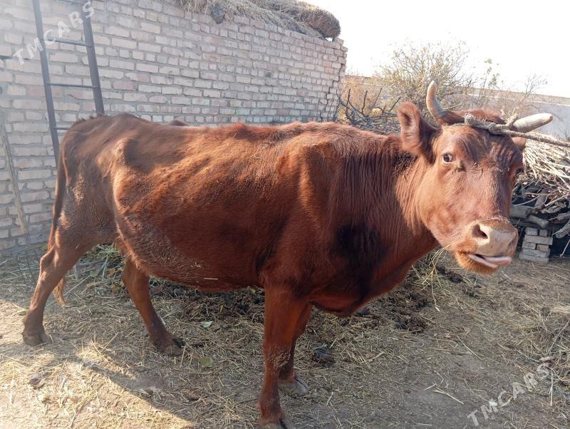 Богаз инек - Чарджоу - img 2