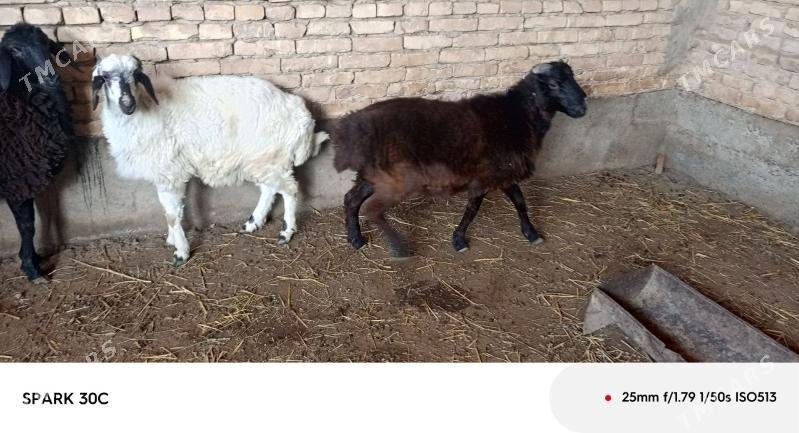 koçkar - Çärjew - img 2