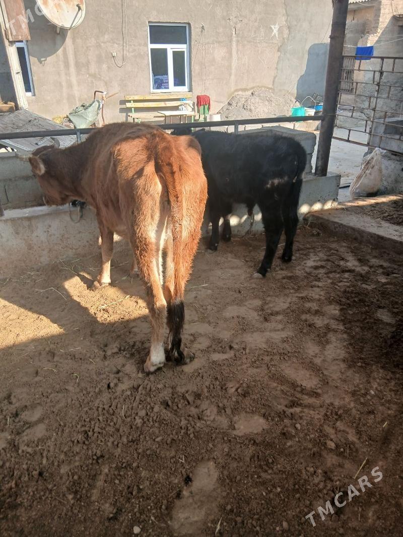 GOLELI SYGYR - Ашхабад - img 2