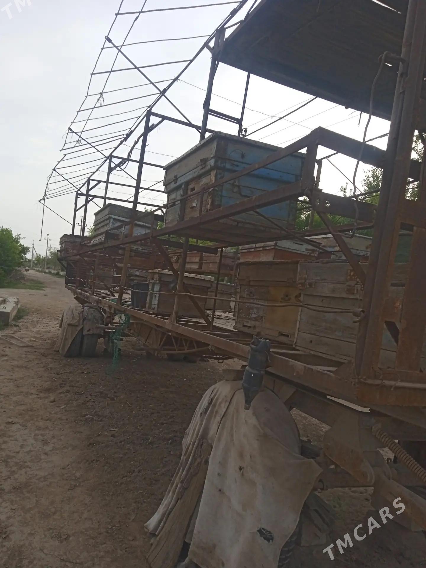 Ary pirsep - Мары - img 3