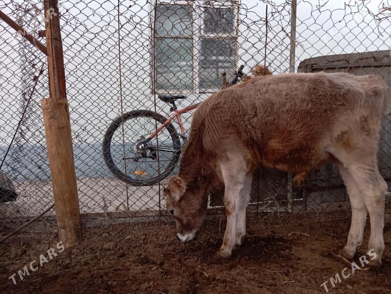 Okuz - Gurtly - img 3