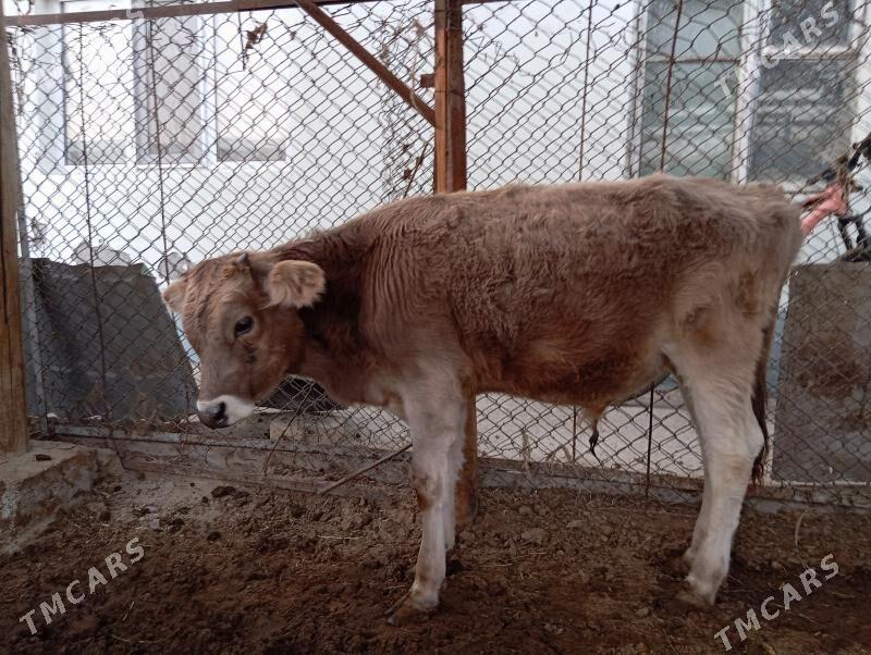 Okuz - Gurtly - img 2