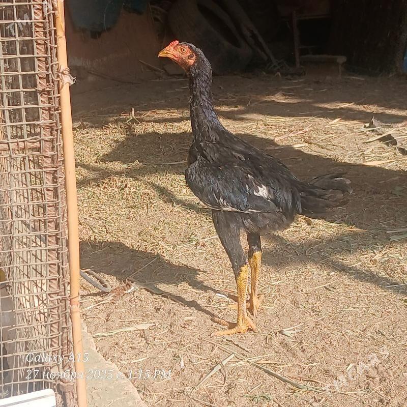 ozbek vs babay - Дянев - img 3