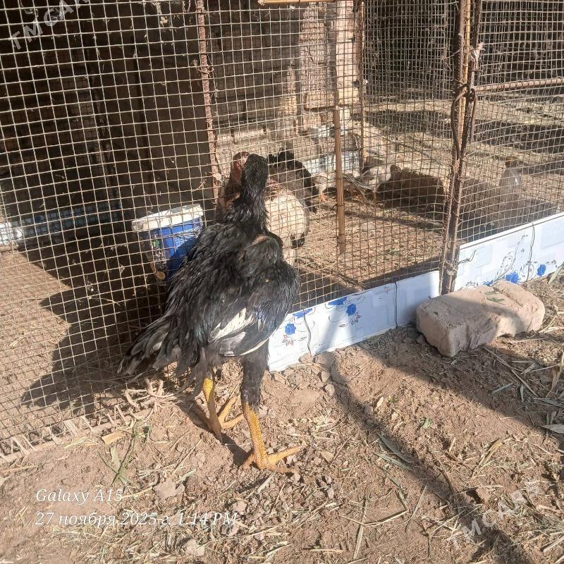 ozbek vs babay - Дянев - img 5