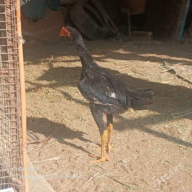 ozbek vs babay - Дянев - img 2