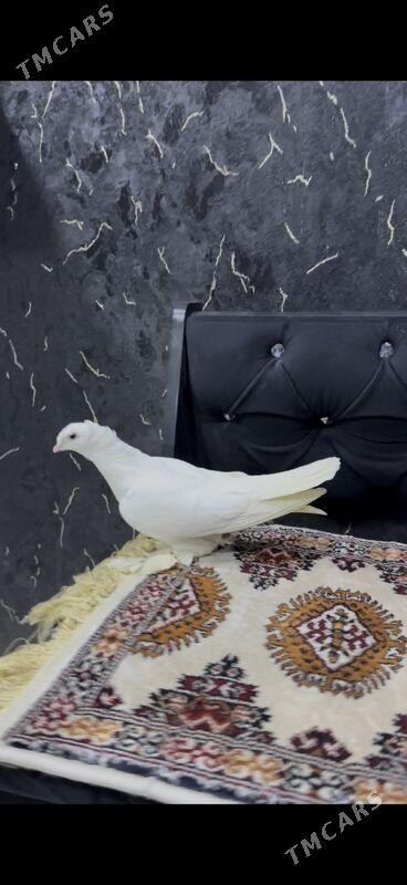 кепдер - Туркменабат - img 2