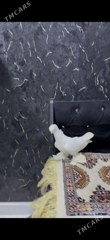 кепдер - Туркменабат - img 3