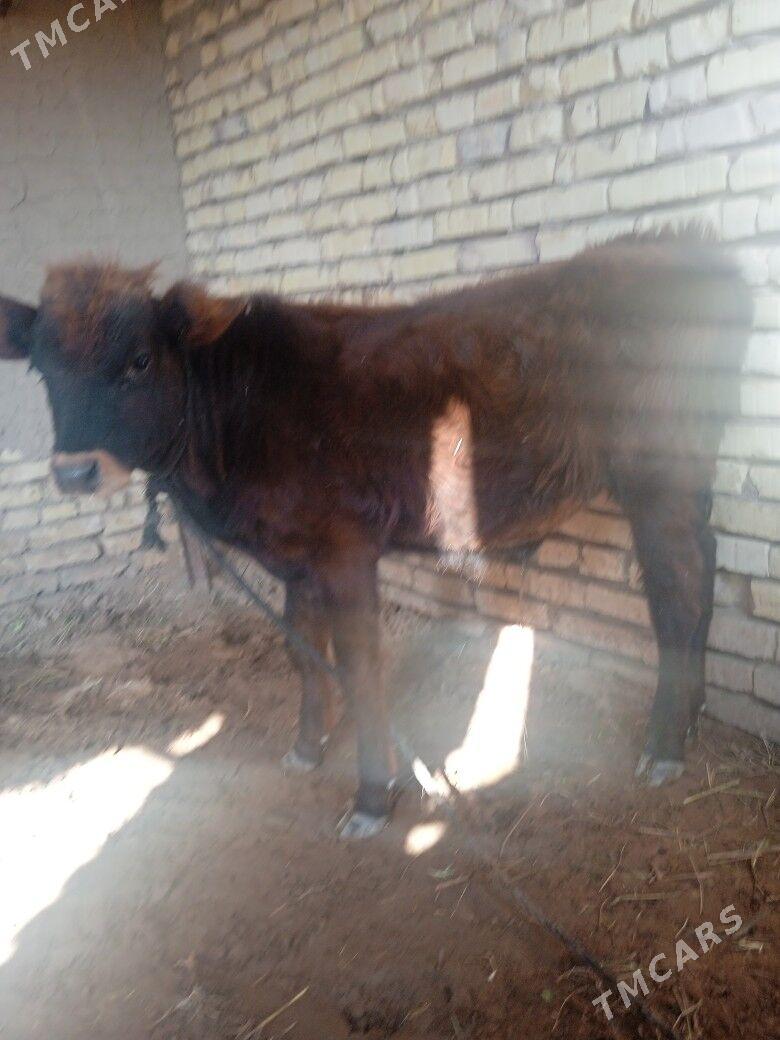 okuzce - Mary - img 3