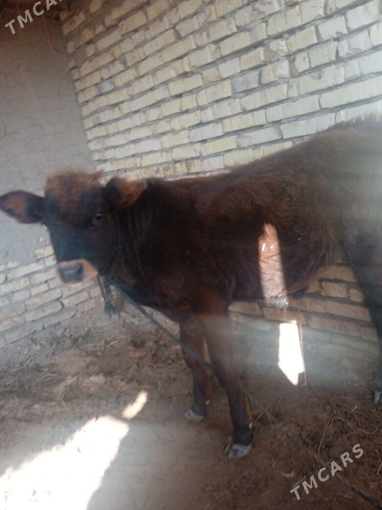 okuzce - Mary - img 4