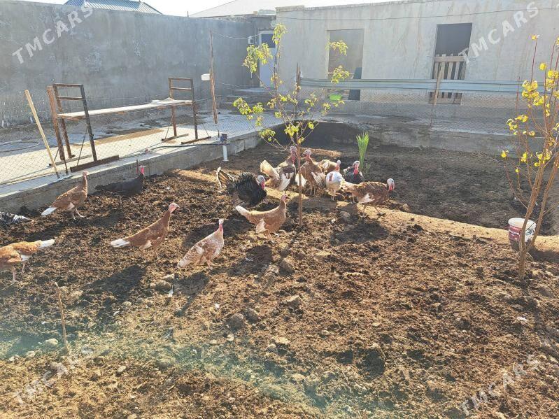 индюк - Türkmenabat - img 2