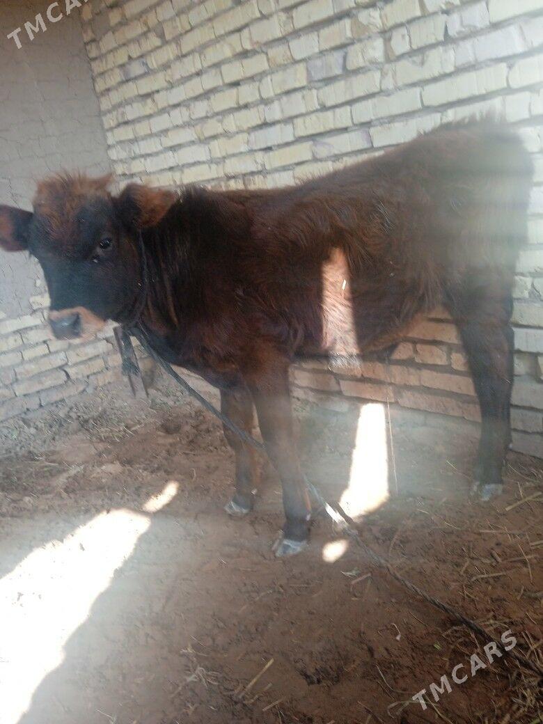 okuzce - Mary - img 2