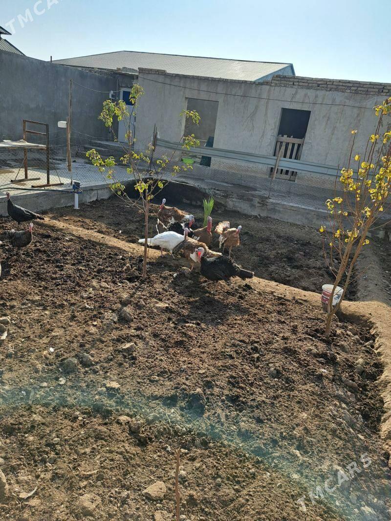 индюк - Türkmenabat - img 3