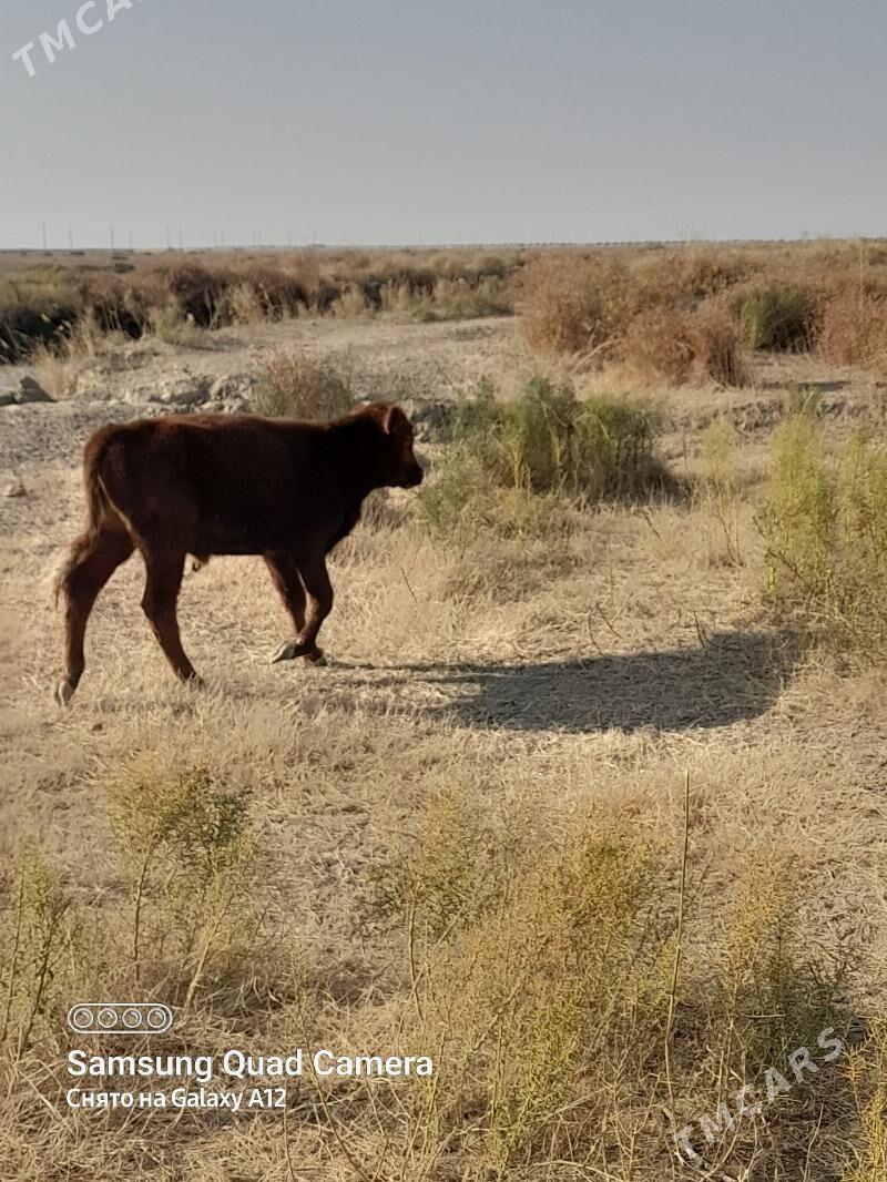 Okuz 8aylyk - Кака - img 3