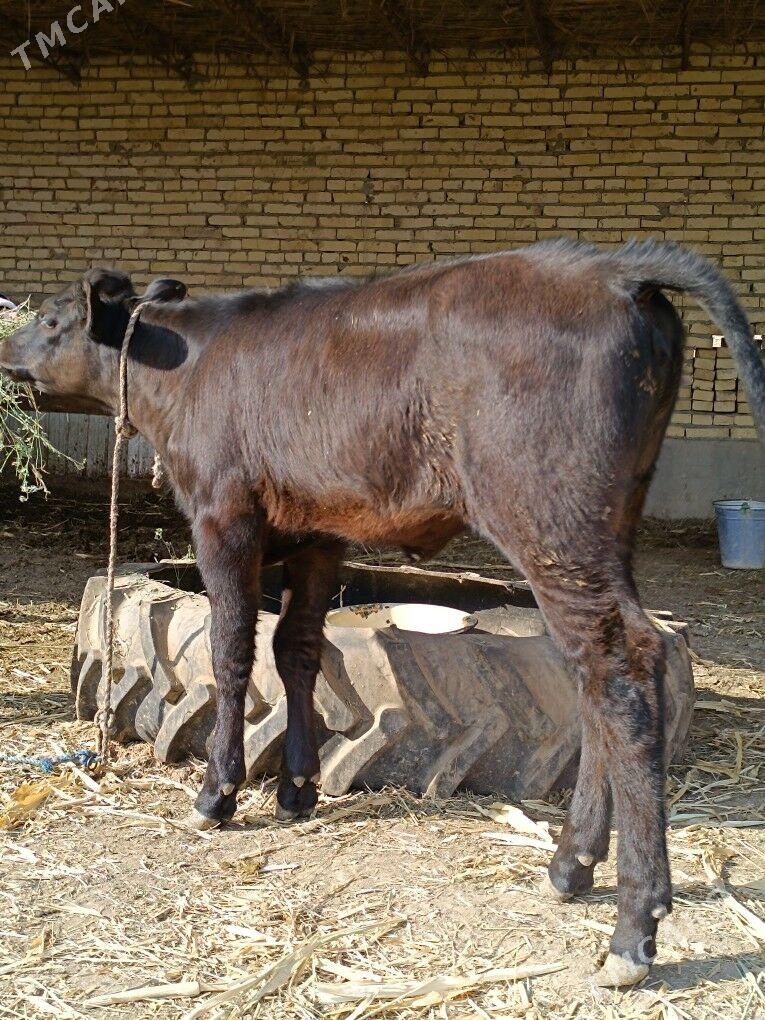 göleli sygyr - Çärjew - img 8