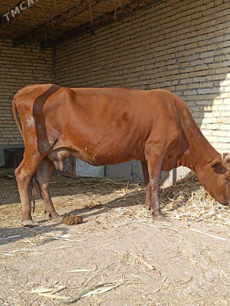 göleli sygyr - Çärjew - img 4