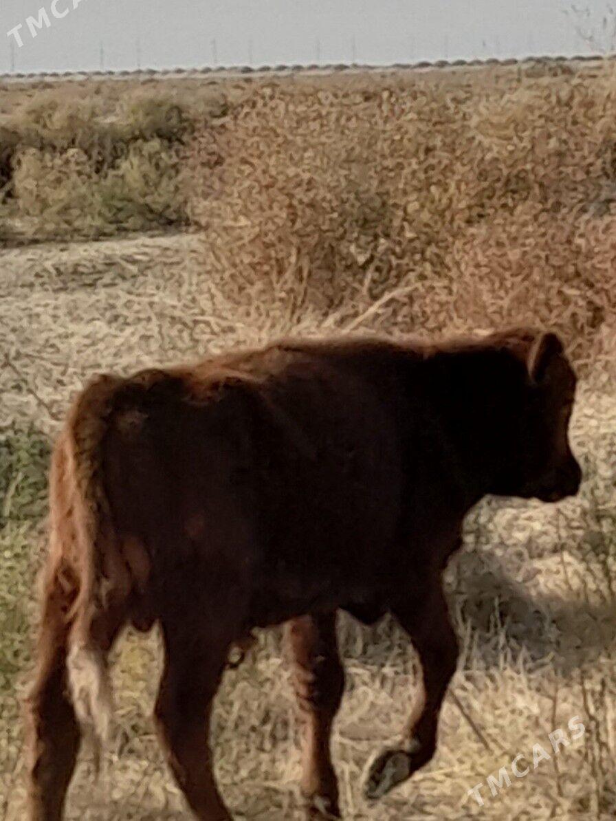 Okuz 8aylyk - Кака - img 4