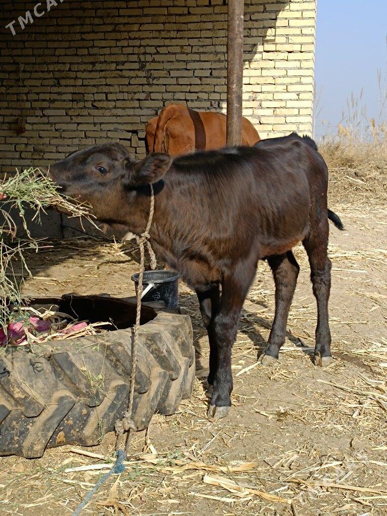 göleli sygyr - Çärjew - img 6