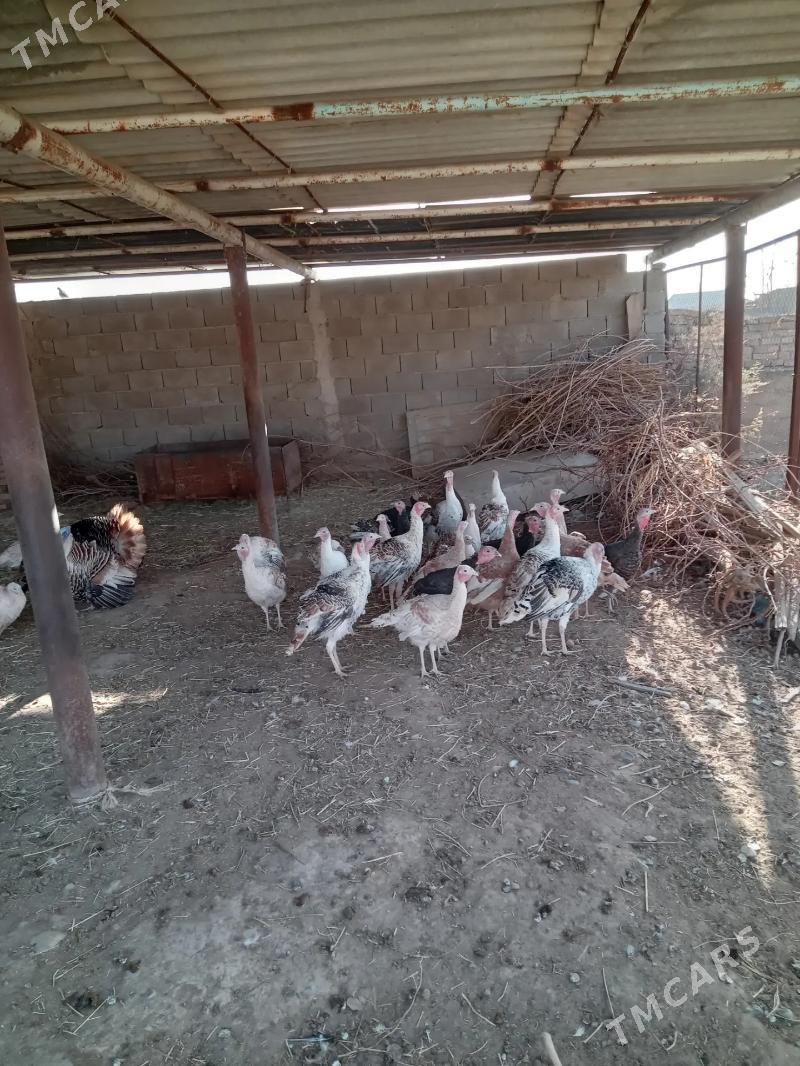 indyuk - Кака - img 2