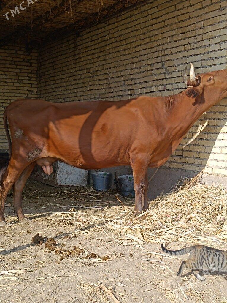 göleli sygyr - Çärjew - img 3