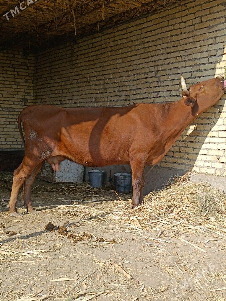 göleli sygyr - Çärjew - img 2