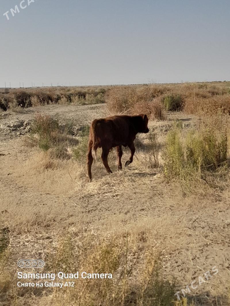 Okuz 8aylyk - Кака - img 5