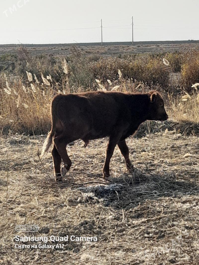 Okuz 8aylyk - Кака - img 2