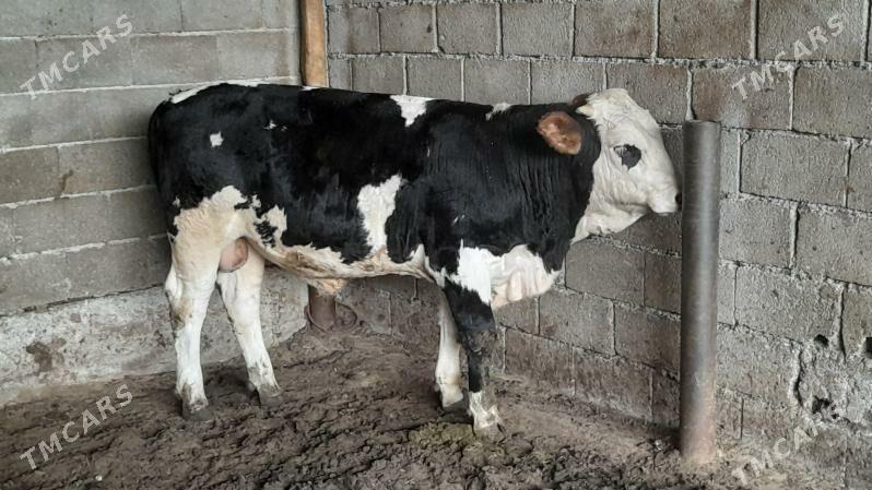 Okuz - Ak bugdaý etraby - img 2