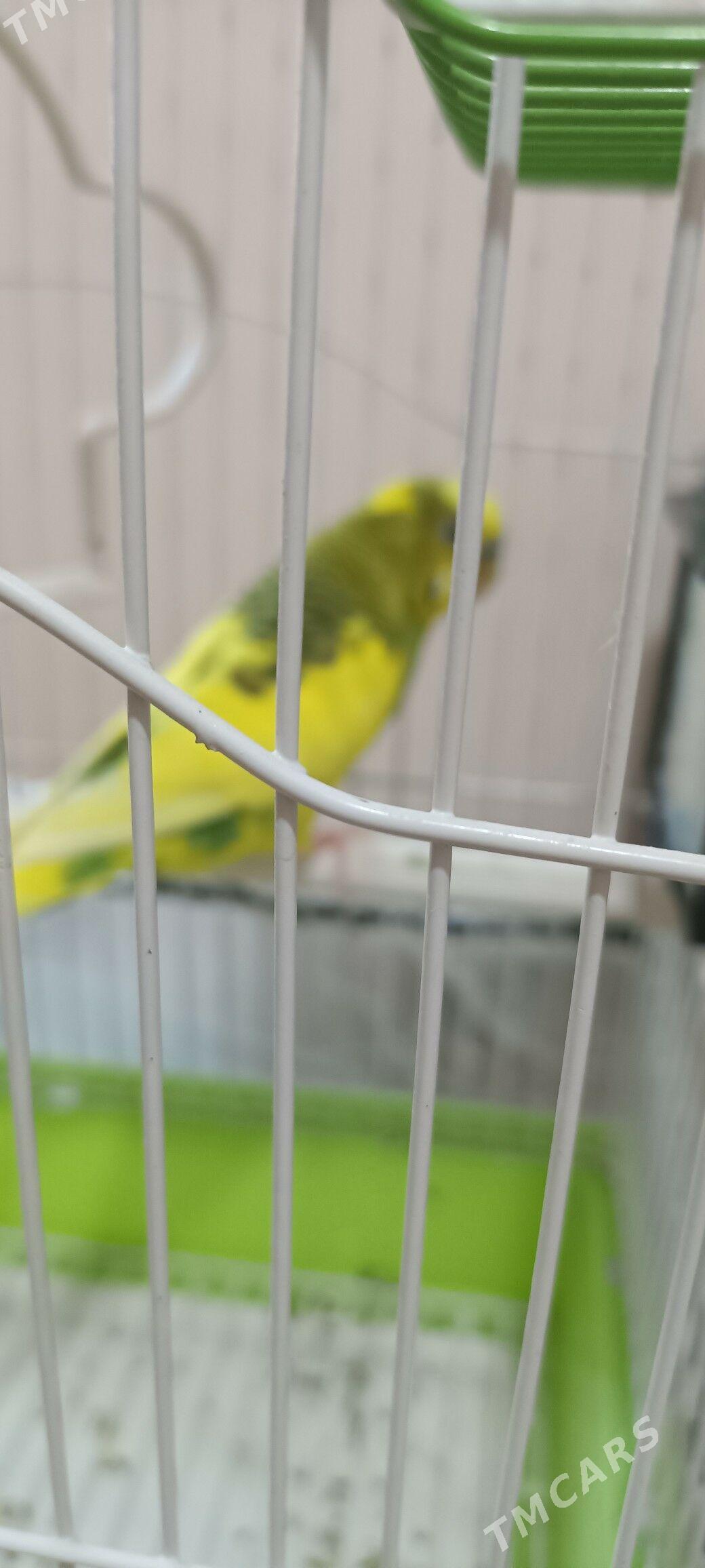 popugay - Murgap - img 2