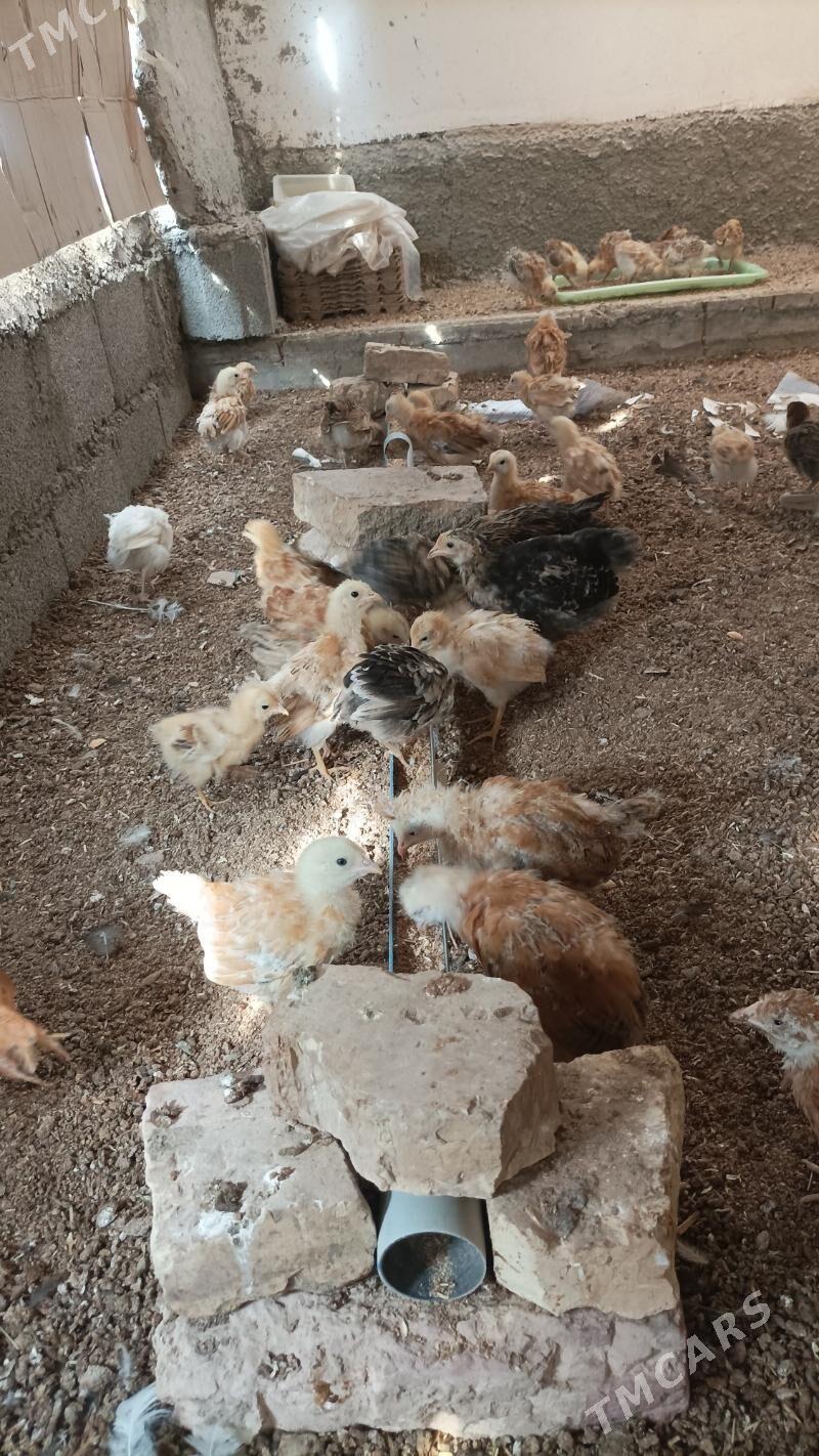 Juje 16 manat - Babadaýhan - img 1