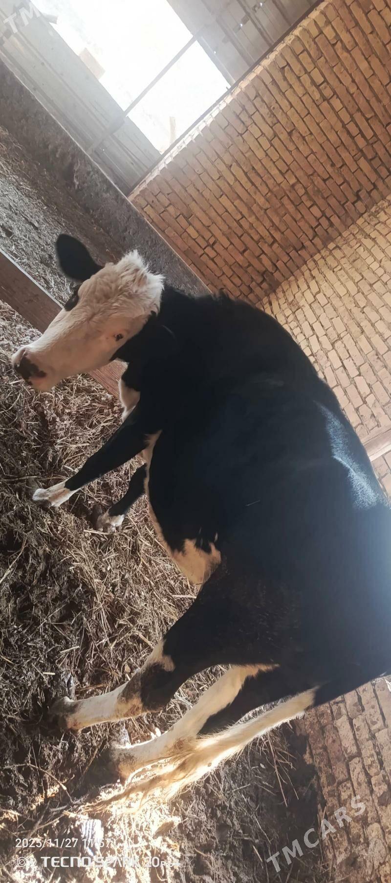 gallsteyn sygyr - Туркменабат - img 4