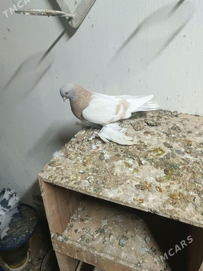 Kepderi - Mary - img 2