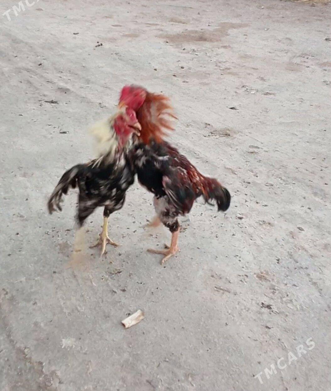 bayes - Farap - img 1