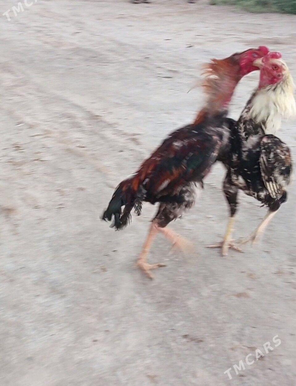 bayes - Farap - img 2