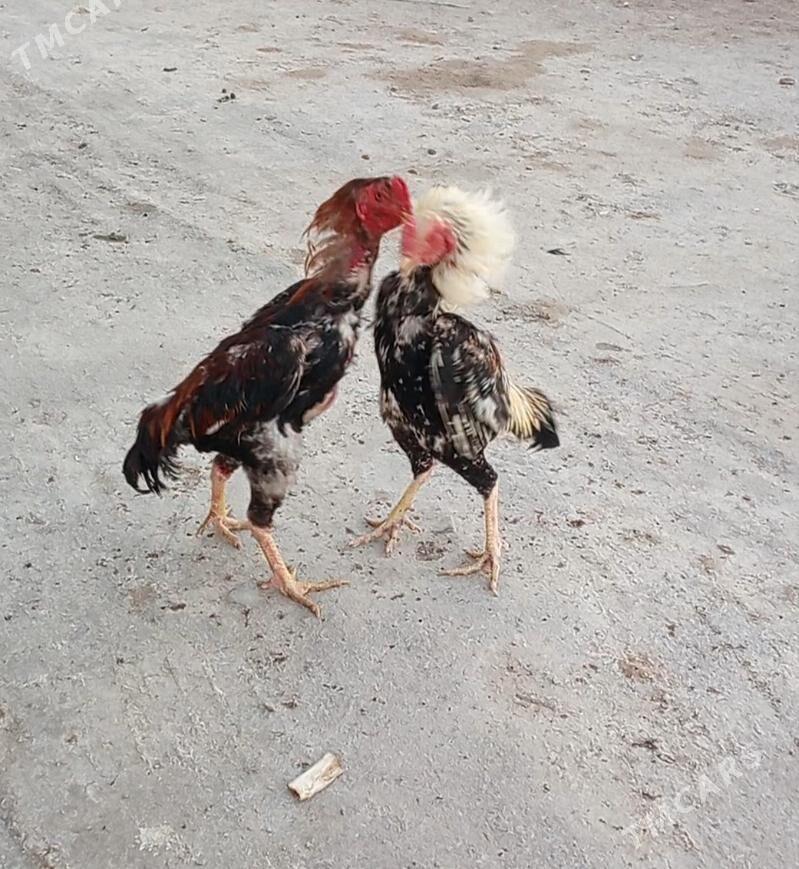 bayes - Farap - img 3