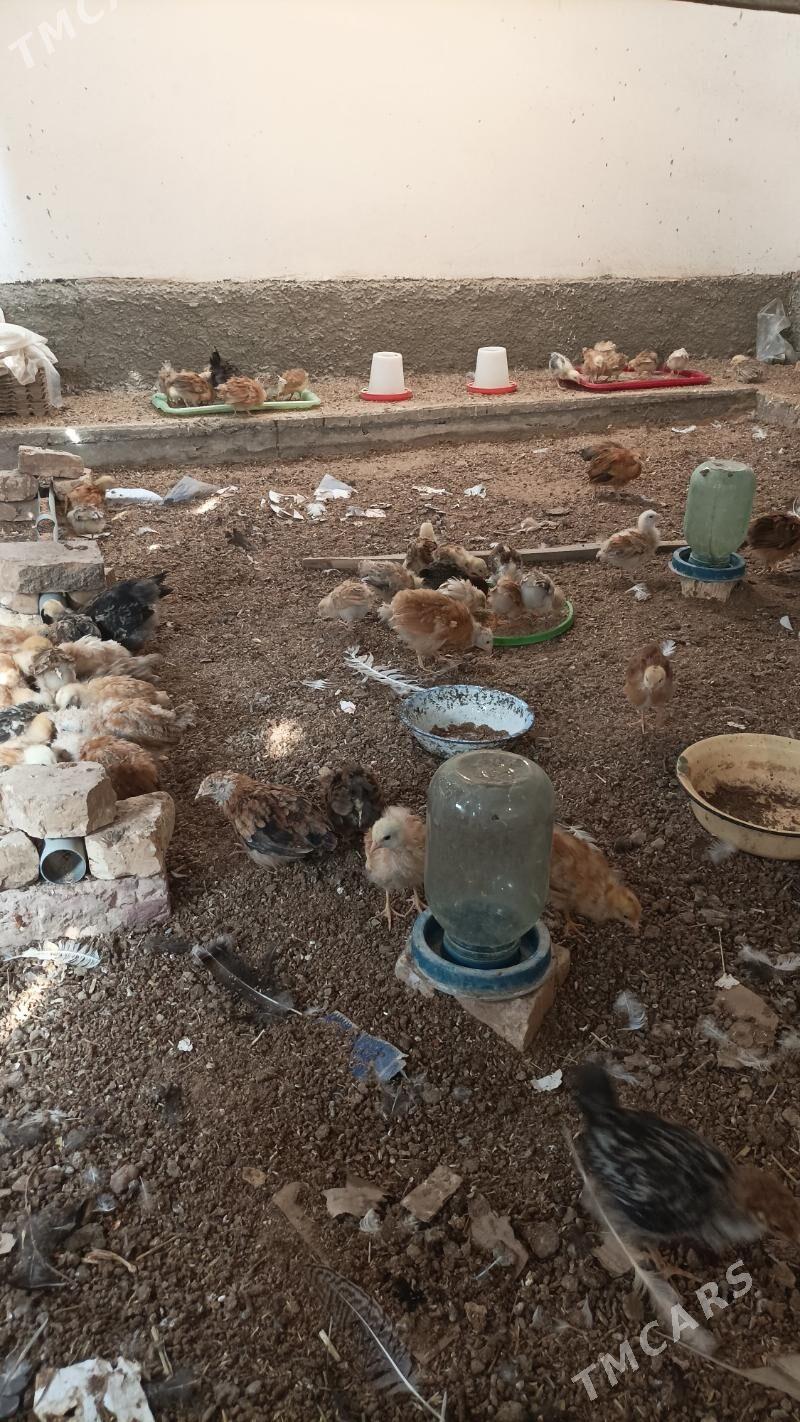 Juje 16 manat - Babadaýhan - img 2