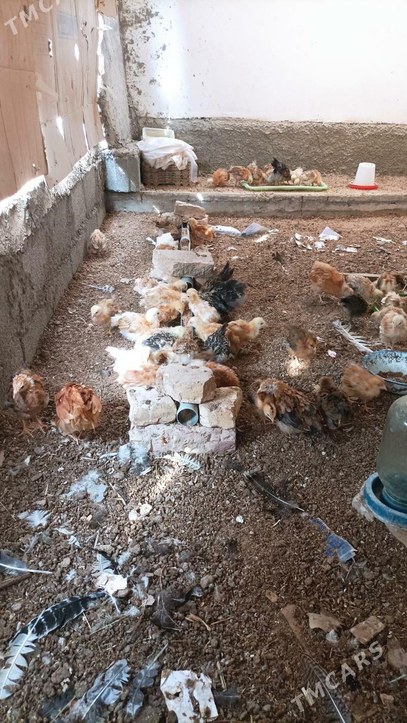 Juje 16 manat - Babadaýhan - img 4