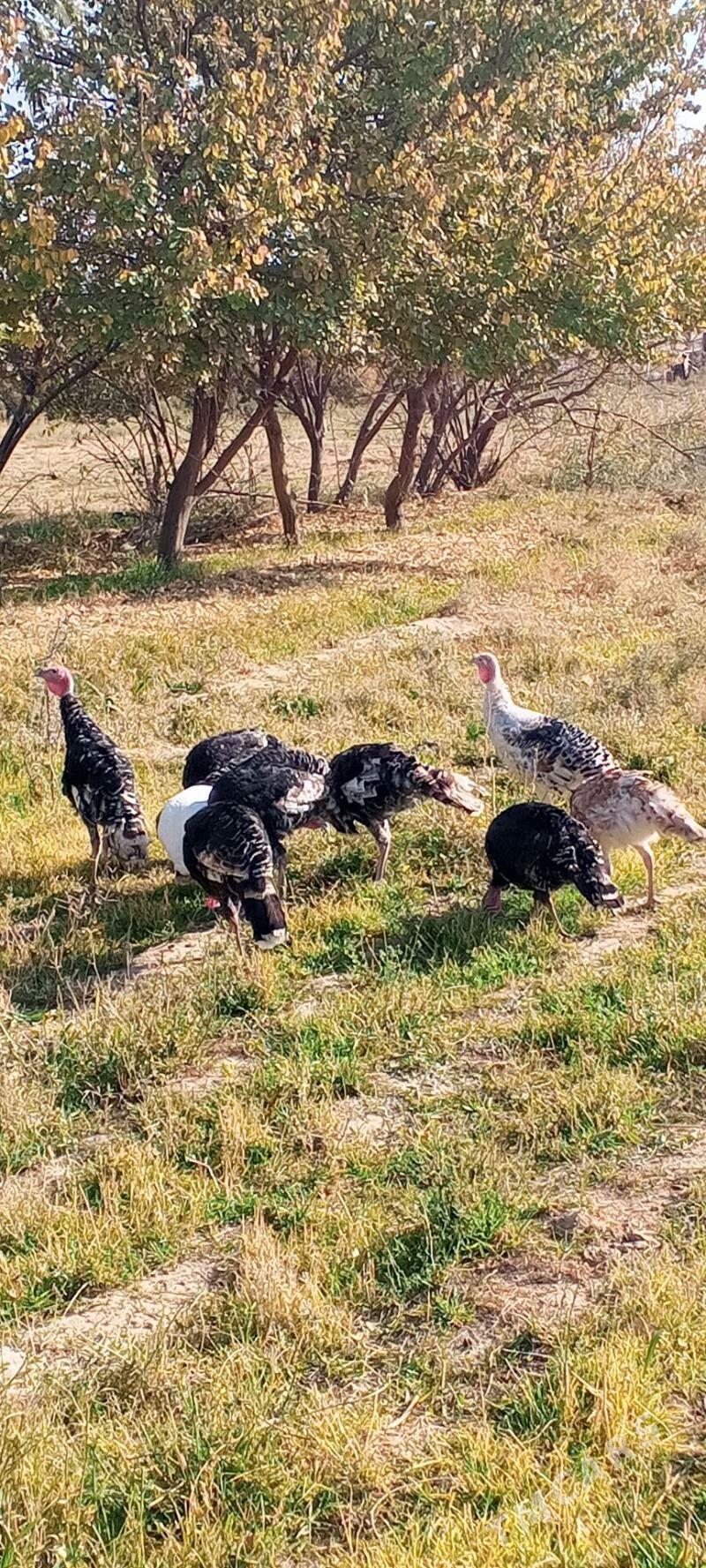 İnduska - Кака - img 3