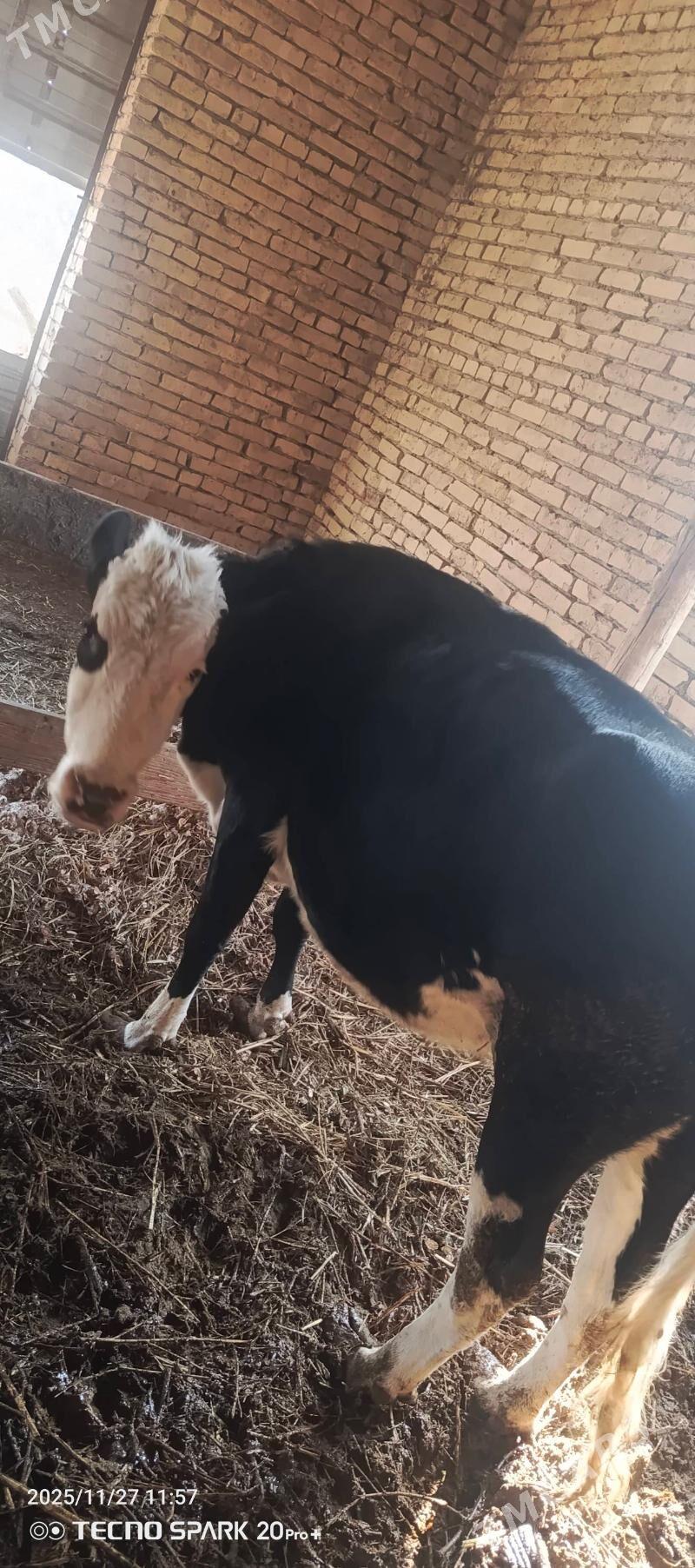 gallsteyn sygyr - Туркменабат - img 2