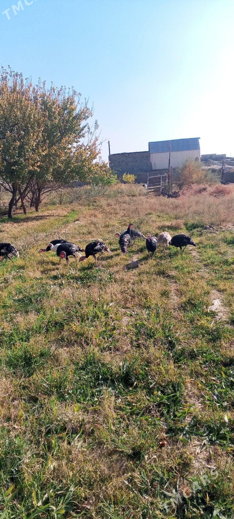 İnduska - Кака - img 5