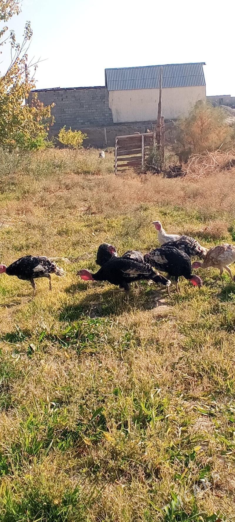 İnduska - Кака - img 6