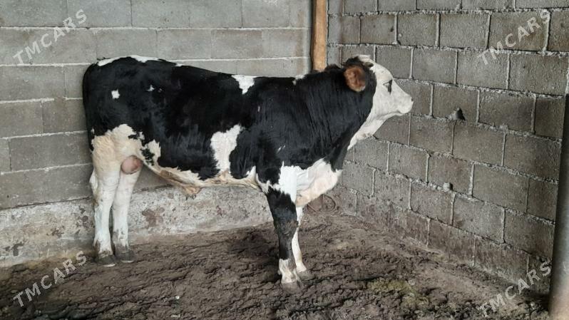 Okuz - Ak bugdaý etraby - img 3